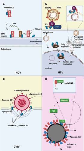 Figure 3. Effect of Annexin A2 in HCV, HBV, CMV, influenza virus infection. (a) Annexin A2 mediates HCV assembly in DMV. Annexin A2 monomer binds to NS5A and NS5B in the lipid-rich membrane microenvironment of DMV to promote virus assembly and replication. (b) Annexin A2 mediates HBV Adhesion, Nucleic Acid Replication and Assembly, budding. In the adhesion stage, Annexin A2, β2-GPI, NTCP, and HBsAg form a complex that facilitates the fusion of the viral envelope with the host cell envelope. During nucleic acid replication, Annexin A2 transports HBV polymerase to the nucleus. In the budding stage, the HBV nucleocapsid acquires the envelope from the Golgi apparatus or endoplasmic reticulum. HBsAg, β2-GPI, and Annexin A2 bind to the envelope and facilitate HBV budding. (c) Annexin A2 mediates CMV adhesion. During the process of adhesion, the glycoprotein B located on the envelope of CMV interacts with Annexin A2 located on the membrane of the host cell. This interaction leads to the binding of the two surfaces, facilitating the attachment of the virus to the host cell. (D) Annexin A2 mediates the replication of influenza virus. According to the mainstream theory, the haemagglutinin (HA) protein of the influenza virus undergoes cleavage into two parts, HA1 and HA2, which are involved in the process of virus replication. Annexin A2 plays a crucial role in this process by binding to t-PA, and the resulting complex facilitates the conversion of PLG into plasmin, which in turn assists in the cleavage process.