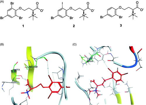 Figure 6. (A) Chemical structures of halogenated alkaloids 1–3; (B) 3D molecular interaction docking model of compound 1 in Lck kinase domain active site (PDB ID: 3BYO) (C) 3D molecular interaction docking model of compound 3 in Lck kinase domain active site (PDB ID: 3BYO).