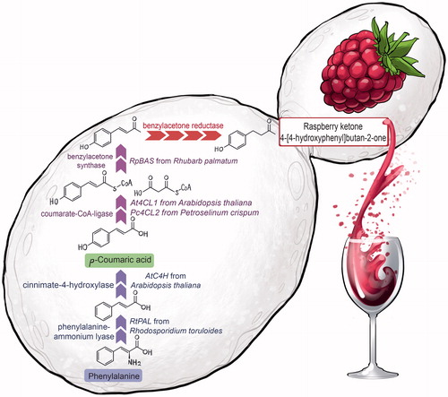 Figure 20. Development of the world’s first synthetically engineered wine strain of Saccharomyces cerevisiae for the de novo biosynthesis of the highly desirable raspberry ketone aroma compound, 4-[4-hydroxyphenyl]butan-2-one.[Citation4]