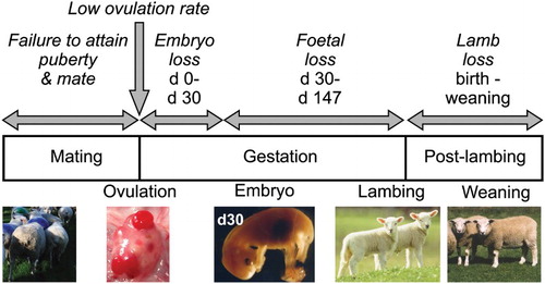 Figure 2. Schematic diagram of factors influencing reproductive output of ewe hoggets. The hogget ewe must first attain puberty and be mated by the fertile ram. The upper limit of her reproductive potential is set by the number of ova she releases at mating. These ova must then be fertilised and undergo normal embryo and then foetal development. She must then deliver live lambs at birth and support them until weaning.
