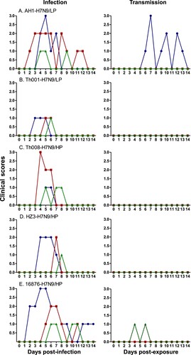 Figure 2. Clinical scores of the H7N9-infected and exposed ferrets. Clinical symptoms of ferrets in the infected (n = 3) and transmission (n = 3) groups were monitored and recorded daily. Scores were the joint compilation of both parts as described by the Reuman scale.