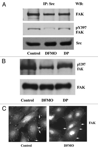 Figure 8 Src and FAK associate at the focal adhesions. IEC-6 cells grown in control, DFMO and DFMO plus putrescine containing media for 3 days, serum starved for 24 h were washed and lysed. (A) Src was immunoprecipitated from these lysates and FAK/pY397FAK bound to it was detected by immunoblotting with specific antibodies. (B) 20 µg protein from whole cell lysate separated on SDS-PAGE was subjected to western blot analysis using pY397FAK and total FAK antibodies. Representative blots from three observations are shown. (C) Cells grown in control and DFMO media were plated on glass cover slips and immuno-stained for FAK. Representative images from three experiments are shown.