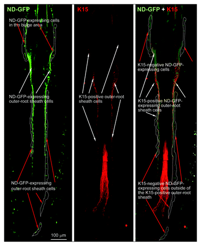 Figure 1. Frozen sections with IF staining showing presence of nestin- and keratin-15-expressing cells in various parts of the whisker hair follicle (see Materials and Methods for details).