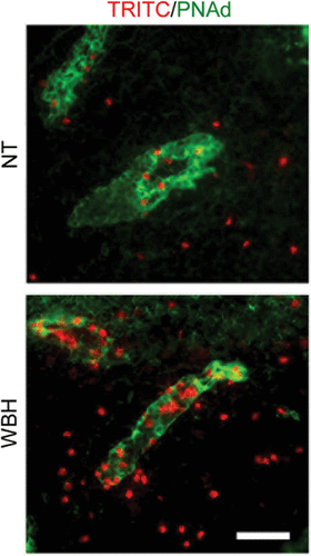 Figure 2. Fever-range thermal stress increases lymphocyte recruitment across HEVs. Photomicrographs show typical images of TRITC-labeled lymphocytes (red) associated with PNAd-positive HEVs (green) or infiltrated into the stroma of PLN tissue. NT, normothermic control; WBH, whole body hyperthermia. Bar = 50 µm.