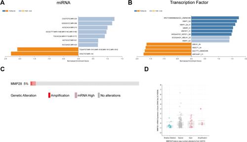 Figure 5 The underlying regulators in miRNA, transcription factor, and kinase of MMP28 correlated genes in PAAD (LinkedOmics) and MMP28 genomic alterations in PAAD (cBioPortal). (A and B) came from LinkedOmics database, (C and D) came from cBioPortal database. (A) miRNA. miRNA means microRNA. (B) Transcription factor. AP1,activator protein 1; SRF,serum response factor; STAT, signal transduction and activator of transcription; TEF,transcript elongation factor; ELK1, Ets-like transcription factor-1; DR1, down-regulator of transcription 1; EVI1,ecotropic viral integration site 1; OCT1,organic cation uptake transporter 1; POU6F1, POU Class 6 Homeobox 1. (C) Oncoprint of MMP28 alterations in the PAAD cohort. (D) MMP28 expression frequency in different copy-number alteration types.