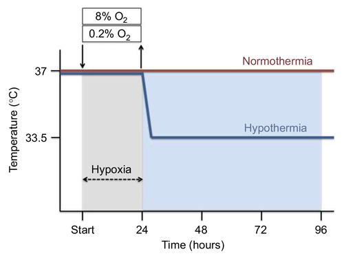 Figure 1 Time temperature protocol. SK-N-SH cells were exposed to either 0.2% or 8% O2 for 24 hours followed by normothermia (37°C) or hypothermia (33.5°C) for 24, 48 or 72 hours (total 48, 72 and 96 hours).