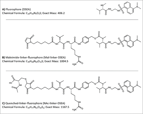 Figure 1. AFC mimic drug components. Drug components used in the production of a non-toxic AFC to mimic chemistry and linker species of brentuximab vedotin were based on a (A) dansyl sulfonamide ethyl amine (DSEA) moiety attached to (B) a maleimidocaproyl valine-citrulline linker species (Mal-linker-DSEA). Residual reactive mal-linker-DSEA was quenched with N-acetyl-cysteine following the conjugation step, producing a (C) quenched-linker-fluorophore (NAc-linker-DSEA) adduct species.