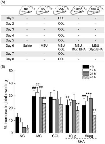 Figure 3. (A) Summary of the protocol for MSU crystal injection and drug administration in rats. COL (0.3 mg/kg/day) was orally administrated; MSU solution (100 μL, 30 mg mL−1) or MSU and BHA (10 or 50 μg) were intra-articular injected at the right ankles. (B) The effects of COL and BHA on the ankle swelling in MSU crystal-injected rats. The % decrease in swelling with time in the normal control group (NC) may be due to the physical damage caused by the needle injection of 0.9% sterile saline. Data are expressed as mean ± S.D. (n = 10) and were analyzed via a one-way ANOVA test followed by post hoc Dunn’s multiple comparison tests. ##p < 0.01 versus control rats, *p < 0.05 and **p < 0.01 versus model rats.