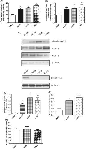 Figure 1. (A) CAME and CAEE increase 3H-deoxyglucose uptake in L6 GLUT4myc myotubes. Cells were treated with 50 μM of either CAME, CAEE, or with vehicle (0.1% DMSO) for 18 h. 100 nM insulin served as the positive control and was applied for the last 15 min of the treatment in vehicle-treated cells. Glucose uptake was performed as described in Materials and Methods section. (B) CAME and CAEE stimulate GLUT4 translocation in L6 GLUT4myc myotubes. Cells were treated as previously described, cell surface GLUT4myc was detected by an enzyme-linked colorimetric assay. By the end of the treatment, L6- GLUT4myc cells were labeled with anti-c-myc antibody as described in Materials and Methods section. Results represent the means ± SEM of three independent experiments, and 3-4 cells were analyzed for each condition per experiment. *Indicates a significant (p ≤ 0.05) difference, **(p < 0.01) from the vehicle control group as assessed by ANOVA. (C) CAME and CAEE increase phosphorylation of AMPK and protein content of GLUT4 but do not alter phospho-Akt and GLUT1 protein levels in L6 myotubes. L6 myotubes treated with CAME or CAEE (50 μM each), DMSO (0.1%) for 18 h. Insulin (100 nM) and AICAR (2 mM) both applied for 30 min and served as positive controls. Immunoblots were probed with anti phospho-AMPK (Thr 172), anti-GLUT4, anti-GLUT1 and anti-phospho-Akt (Ser 473) antibodies as described in Materials and Methods section. Anti-β-actin antibody was used as a loading control. Representative blots are shown in panel C. Data are expressed as (D) phospho-AMPK/β-actin, (E) GLUT4/β-actin and (F) GLUT1/β-actin and are given as mean ± SEM from 3 experiments. *p < 0.05 indicates a significant difference, **(p < 0.01) from the vehicle control group.