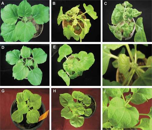 Fig. 3 Symptoms exhibited by Nicotiana benthamiana plants after inoculation with Pedilanthus leaf curl virus (PeLCV) and PeLCV harbouring mutations of the C2 and C4 genes, with and without tobacco leaf curl betasatellite (Tβ). The N. benthamiana plants shown were either not inoculated (healthy; A) or inoculated with PeLCV (B), PeLCV and Tβ (C), PeΔC2 (D), PeΔC2 and Tβ (E,F), PeΔC4 (G), PeΔC4 and Tβ (H,I). Photographs were taken at 25 dpi.