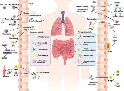 Figure 2 Interactions between gut microbiota and the intestinal mucosal immunity. Intestinal microorganisms in the body can be classified into two main categories: probiotic and pathogenic bacteria. Pathogenic bacteria include: Salmonella spp, Staphylococcus aureus, Vibrio parahaemolyticus, Bacillus spp, Campylobacter jejuni; The probiotic bacteria in the body could stimulate the expression of α4β7 by T cells and B cells, then enter into the blood circulation; Bifidobacterium induce the expression of CD4+ T cells, increase the number of IgA by plasma cells, and release IL-10 by the induction of spleen cells and DC-CD4+ T cells; Lactobacillus could stimulate LPLs, thereby activating STAT3 signaling pathway and ISCs to enhance intestinal mucosal immunity; SCFAs produced by plasma cells could modulate the macrophages and dendritic cells to maintain the intestinal function; During SAP, the abundance of pathogenic bacteria increases and part of them could enter the body through the damaged tight junction; M cells play an important role in resistance to the pathogenic bacteria by targeting CGRP; Lactobacillus acidophilus combined with Bacillus subtilis can stimulate the production of CD4+T cells and SIgA+ cells, resulting in the increase in GPR43, GPR41, AhR and HIF-1α; The presence of Clostridium butyricum could enhance the Treg response and suppress the Th1 and Th17 response.