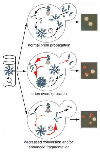 Figure 1 The cellular environment modulates prion misfolding pathways to create protein-based traits. (top) Self-replicating protein conformations create stable phenotypes (white colonies) in vivo when the processes of synthesis (1), conversion (2), fragmentation (3) by Hsp104 (hexamer) and transmission (4) are balanced to allow aggregates of prion proteins to persist in vivo. (middle) Overexpression of a prion protein promotes the conversion reaction (red arrows), leading to the accumulation of large aggregates that are inefficiently transmitted to daughter cells (dotted red arrow) and loss of the prion-associated phenotype (red colonies). (bottom) Dominant inhibition of prion propagation by mutants that decrease conversion efficiency (dotted red arrow) or enhance fragmentation efficiency (solid red arrow) promote aggregate disassembly (ball and stick) and induce prion loss (red colonies).