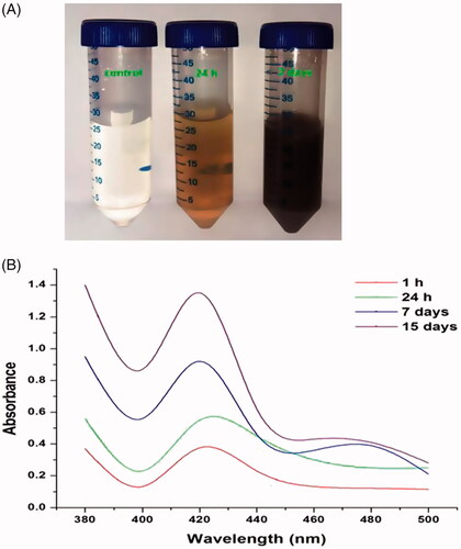 Figure 1. (A) Visual observations of colour change from fine yellow to reddish brown; indicates the reduction of AgNO3 into silver nanoparticles. (B) UV–visible spectrum of biosynthesized silver nanoparticle at different time intervals (1 h, 24 h, 7 days and 15 days) at 380–500 nm. The increased spectrum at 420 nm explores synthesize of silver nanoparticle.