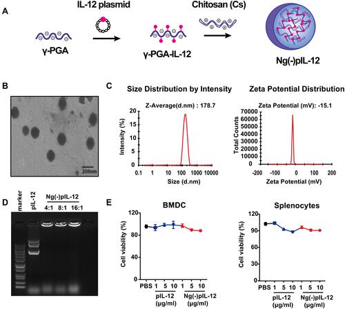 Figure 1 Physicochemical properties of Ng(-)pIL-12. (A) The preparation of Ng(-)pIL-12 chitosan nanoparticle. (B) Transmission electron microscopy (TEM) images of Ng(-)pIL-12. Scale bar represents 200 nm. (C) Particle size and Zeta potential of Ng(-)pIL-12. (D) Gel retardation analysis of Ng(-)pIL-12 at different nanogel/pIL-12 mass ratios as 4:1, 8:1, 16:1, respectively. (E) In vitro toxicity of Ng(-)pIL-12 and naked pIL-12 at different indicated concentrations in BMDCs and splenocytes, and the O.D. of PBS-treated group (PBS) was identified as 1. pIL-12, naked pIL-12; Ng(-)pIL-12, Ng(-) containing pIL-12. One representative from three independent experiments.