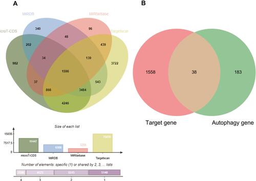 Figure 5 Target genes were predicted and autophagy genes were obtained. (A) The combination of target genes. 1596 target genes were obtained via the four kinds of databases. (B) The union of predicted target genes and autophagy from HADb (Human Autophagy Database).
