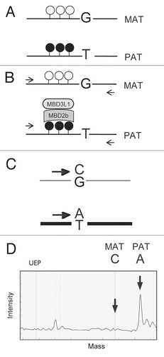 Figure 1 MIRA assay for detecting allele-specific methylation. (A) DMRs exhibit parental allele-specific CpG methylation inherited either from the mother or the father. The latter case is shown with CpG-methylated (closed lollipops) paternal (PA T) allele and unmethylated (open lollipops) maternal (MAT) allele. The alleles can be distinguished by associated SNPs (G/T example is depicted). (B) In the MIRA assay, the MBD2b and MBD3L1 proteins are used to affinity-capture specifically the CpG-methylated allele of the DMR. The MIRA-captured alleles are proportionally PCR-amplified (horizontal arrows). (C) The ratio of the DMR alleles is quantified. In primer extension on the DMR templates ddCTP or ddATP nucleotides incorporate into the SNuPE primer, resulting in two different extension products. (D) The products are distinguished by their molecular masses using mass-spectrometry. The ratio of their peaks (indicated by vertical arrows) is proportional to the ratio of methylation between the MAT and PA T alleles of the DMR. The theoretical position of the unextended primer (UEP) is also indicated in the mass spectrum.