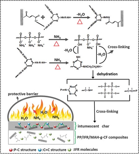 Scheme 3. Possible charring mechanism of PP/IFR/MAH-g-CF composites during burning.