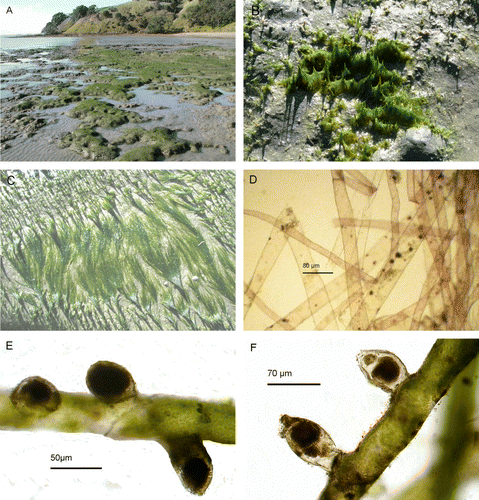 Figure 1  Vaucheria velutina. A, Beds exposed at low tide, Umupuia, 4 July 2008. B, Tufts above mud surface, Scandrett Bay, 7 May 2008. C, Prostrate siphons on mud surface, Umupuia, 4 July 2008. D, Vegetative siphons, Umupuia, 23 June 2009. E, Oogonia (immature), Scandrett Bay, 25 May 2010. F, Antheridia with globular mass of antherozoids, Scandrett Bay, 25 May 2010.