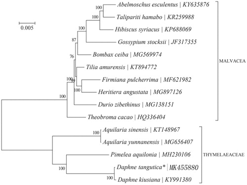 Figure 1. Maximum-likelihood (ML) tree of D. tangutica and its related relatives based on the complete chloroplast genome sequences.