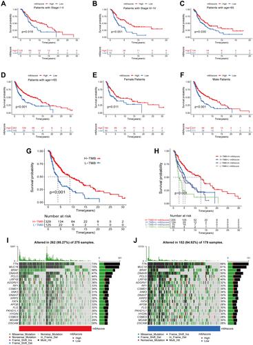 Figure 7 Correlation analysis between m6A scores and different clinical features. (A–F) Kaplan-Meier survival analysis curves between high and low m6A score groups in different clinical features. (A) Patients with stage I–II; (B) Patients with stage III–IV; (C) Patients with age >65; (D) Patients with age ≤65; (E) Female patients; (F) Male patients. (G) Kaplan-Meier survival curves for high and low TMB groups. (H) Kaplan-Meier curves for SKCM patients stratified by TMB and m6A scores. (I and J) Mutation burden in high and low m6A score groups. (I) High m6A score group; (J) low m6A score group.