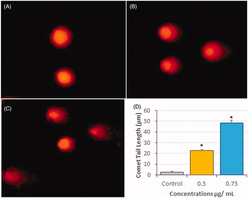Figure 8. DNA-damage analysis in HeLa cells by comet assay after treatment with compound 1 for 24 h. Representative images of comets are shown. (A) Control (B) 0.5 µg/mL, and (C) 0.75 µg/mL, and (D) Measurement of comet tail length presented as mean ± SE from three independent experiments. *Significant, p < 0.05.