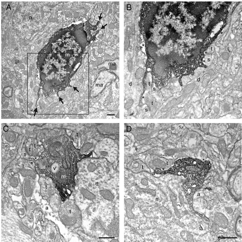 Figure 1. Putative microglial filopodial protrusions contacting synaptic elements in a mouse model of HIV-associated neurocognitive disorder (HAND). A-B: Filopodia from the same cell (shown by the arrows in A) are simultaneously targeting three asymmetrical synapses between axon terminals (t) and dendritic spines (s). C: A putative microglial process that contains a vacuole (v) is simultaneously touching a dendritic spine and a symmetrical synapse between an axon terminal and a dendrite (d). D: Another process juxtaposing a neuronal cell body (n) is contacting an axon terminal and an astrocytic process (a). m, putative microglia; ma, myelinated axon. Pockets of extracellular space are shown by the asterisks (*). Scale bars: 1μm.