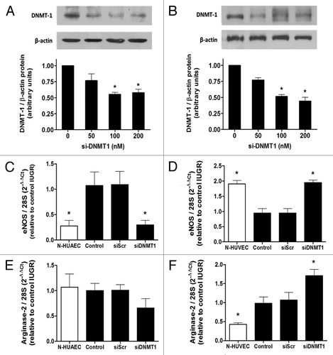 Figure 7. Effect of DNMT1 silencing on eNOS and arginase-2 mRNA levels in IUGR endothelial cells. Silencing of DNA methyltransferase-1 (DNMT-1) induced a concentration-dependent downregulation of this protein in HUAEC (A) and HUVEC (B). Quantification of eNOS and arginase-2 mRNA levels in IUGR-HUAEC (C and E, respectively) and IUGR-HUVEC (D and F, respectively) (solid bars, n = 5) in basal conditions (control), and cells treated with an non-specific siRNA (siScr) or specific siRNA against DNMT1 (siDNMT1). Levels of mRNA are expressed as 2-ΔΔCT referred to control condition and compared with basal levels in normal cells (open bars, n = 5). Values are mean ± SEM *p < 0.05, vs. control, one-way ANOVA.