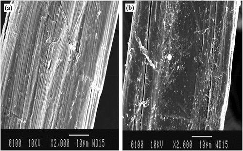 Figure 6. (a) Untreated nettle fiber (b) NaOH (6%) treated nettle fiber.