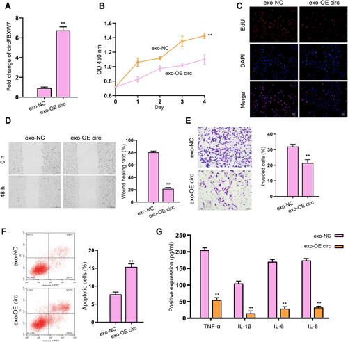 Figure 3 Exosomal-circFBXW7 suppresses proliferation and migration of fibroblast-like synoviocytes. The MH7A cells were treated with exosomes isolated from circFBXW7 transfected MSCs (exo-OE circ). (A and B) The expression of circFBXW7 was analyzed by qPCR. The cell viability was checked by CCK-8 assays. (C) The cell proliferation was measured by EdU assays. (D and E) The cell invasion and migration were determined by transwell and wound healing assay (E). (F) Cell apoptosis was measured by flow cytometry. (G) The levels of TNF-α, IL-1β, IL-6 and IL-8 were analyzed by ELISA assay. ** P < 0.01.