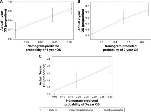 Figure 3 Calibration of nomogram-predicted OS probability: (A) the probability of 1-year OS; (B) the probability of 2-year OS; (C) the probability of 3-year OS.