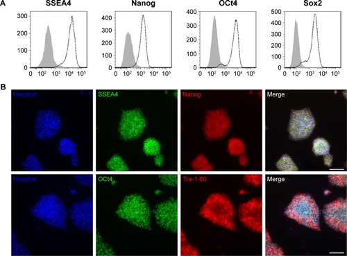 Figure S1 In vitro characterization of iPSCs.Notes: (A) Representative results of FACS analysis of iPSCs showing the expression of the membrane pluripotency marker SSEA-4 and the nuclear transcription factors Nanog, Oct4 and Sox2 (black curve). Isotype controls are represented by gray-filled curves. (B) Immunofluorescence images of iPSC colonies showing the expression of the membrane pluripotency markers SSEA-4 (green) and Tra-1-60 (red) and the nuclear transcription factors Nanog (red) and Oct4 (green) with nuclei counterstained with Hoechst in blue (scale bars =200 µm).Abbreviations: iPSC, induced pluripotent stem cell; FACS, fluorescence activated cell sorting analysis; SSEA-4, stage-specific embryonic antigen-4; Tra-1-60, tumor resistance antigen 1-60.