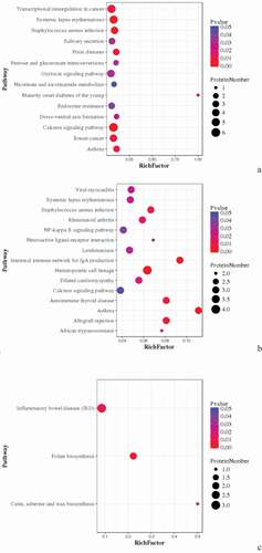 Figure 8. Pathway Enrichment Analysis of DEPs of spleens of injected and control groups of three breeds. A: 15AI-VS-15AC; B: 15PI-VS-15PC; C: 15 TI-VS-15 TC. The enrichment factor is the number of DEPs annotated to the pathway divided by all of the identified proteins annotated to the pathway. The higher the value, the higher the proportion of differentially expressed proteins annotated to this pathway. The dot size in the figure represents the number of DEPs annotated to this pathway.