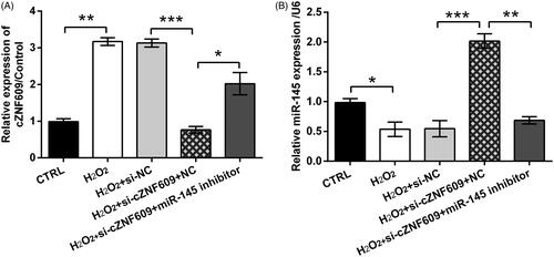 Figure 6. The decrease of miR-145 promoted cZNF609 expression. The cells were transfected with si-cZNF609 alone or together with miR-145 inhibitor. si-NC and NC were transfected as negative controls. The transfected cells were then stimulated with 300 μM H2O2 for 12 h. (A) cZNF609 and (B) miR-145 expression was tested by qRT-PCR. *, ** and *** indicate p-values less than .05, .01 and .001.