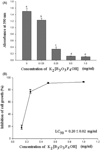 Figure 3. Cytotoxic effect of 0.125, 0.25, 0.5 and 1.0 mg/ml of K2[B3O3F4OH] on squamous cell carcinoma. (A) Cell survival rate measured by crystal violet assay. Absorbance at 590 nm is proportional to the number of surviving cells. Different small letters above bars indicate statistically significant differences among groups (p < 0.05, LSD post hoc test). (B) Inhibition of cell growth expressed as percentage growth inhibition in reference to control cells.