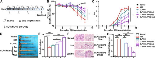Figure 4 CLP/siNLRP3 could effectively alleviate DSS-induced UC in mice. (A) The schematic of the dosing regimen of CLP/siNLRP3 and DSS-induced UC. (B and C) Body weight loss (B) and DAI (C) in mice with DSS-induced UC. (D and E) Photographs of the colon (D) and its length statistics (E) in mice with DSS-induced UC. (F and G) HE staining (F) and histopathology score (G) of frozen sections of the colon in mice with DSS-induced UC (n=6 per group). Data were mean± SEM. *P ≤ 0.05, ***P ≤ 0.001.