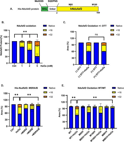 Figure 3. Hydrogen peroxide oxidizes both methionines in Ndufaf2 and MSRs reverse the oxidation. (A) Diagram of His-tagged human Ndufaf2. (B) Ndufaf2 oxidation by hydrogen peroxide. Ndufaf2 was incubated with the indicated concentration of hydrogen peroxide for 1 h at 37°. The fraction oxidized was measured by mass spectrometry. An increase of 16 Da (gray bar) is due to conversion of 1 methionine to methionine sulfoxide. An increase of 32 Da (black bar) is due to conversion of 2 methionines to methionine sulfoxide or of 1 methionine to methionine sulfone. MSRs cannot reduce the sulfone, so the results in panel C establish that the +32 Da is due to conversion of 2 methionines to their sulfoxide. Results are given as the mean and SD for 3 separate experiments. (C) DTT alone cannot reduce oxidized Ndufaf2. Samples prepared as in panel B and then incubated with 10 mM DTT for 10 min. (D) MSR reduce oxidized Ndufaf2. Ndufaf2 was incubated at 37° for 1 h with or without 2 mM of hydrogen peroxide. Residual hydrogen peroxide was removed by incubating with DTT for 10 min. Then 4 μM of MSRA and of MSRB were added and incubation continued for 30 min. The reaction was stopped by making the solutions 0.5% in trifluoroacetic acid. Results are given as the mean and SD for 3 separate experiments. (E) Native and mutant Ndufaf2 susceptibility to oxidation by hydrogen peroxide. Samples were prepared and analyzed as in panel B. MMVV is the M85 V/M160 V mutant. Results are given as the mean and SD for 3 separate experiments.