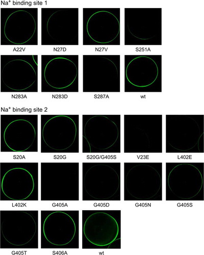 Figure 4.  Surface expression of IMINO mutants. IMINO wild type and its site-specific mutants were cloned into an N-terminal EGFP fusion vector. Subsequently, all constructs were amplified by PCR, transcribed in vitro and expressed in oocytes. Surface localization was analysed by confocal microscopy after five days of expression. The laser light does not penetrate the oocyte; as a result only transporters at the surface are excited and show fluorescence (n=7 for each mutant, the experiment was performed with 2–3 independent batches of oocytes).