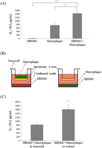 Figure 2. IL-1RA level in HBMSC and macrophage co-culture CM. The level of IL-1RA secretion was evaluated by an enzyme linked immunosorbent assay (ELISA). (A) The expression of IL-1RA in culture supernatant from human bone marrow mesenchymal stem cells (HBMSCs) + macrophages co-culture in direct contact was evaluated. (B) Direct or indirect co-culture with macrophages and HBMSCs. To verify if the increased IL-1RA production was caused by an interaction between HBMSCs and macrophages, macrophages were co-cultured in vitro with HBMSCs with no direct contact using the transwell assay (indirect co-culture) or co-cultured with HBMSCs in direct contact (direct co-culture). (C) Evaluated level of IL-1RA from indirect or direct co-culture. IL-1RA production during the indirect or direct co-culture of HBMSCs and macrophages is shown at 24 h after lipopolysaccharide (LPS) stimulation. Data represent at least three experiments. Error bars represent means ± S.E.M.; *p < 0.05, **p < 0.01, ***p < 0.001.