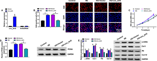 Figure 2 Circ_Arf3 overexpression reduced HG-induced proliferation and increase of fibrosis-related proteins in mouse MCs. (A) The transfection efficiency of circ_Arf3 overexpression plasmid or control vector was investigated by qRT-PCR assay. (B–E) MCs were transfected with or without circ_Arf3 overexpression plasmid or control vector and then treated with HG or normal control. (B) EDU proliferation assay was performed to determine cells proliferation. (C) CCK-8 was used to detect cell viability. (D) The expression level of PCNA was determined by Western blot. (E) The expressions of DN fibrosis-related proteins α-SMA, Col I, FN and Col IV were detected by Western blot. *P<0.05.