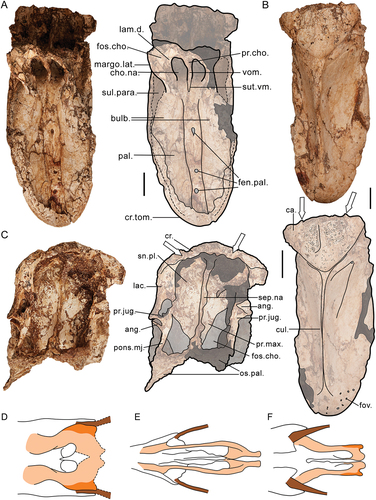 Figure 9. Genyornis newtoni rostrum, specimen SAMA P59521, and comparison of palatine and jugal arch morphology: A. Ventral/Palatal view image and annotated outline; B. Dorsal view image and annotated outline; C. Caudal view image and annotated outline; D. Hypothetical reconstruction of the palatines of Genyornis newtoni (pale orange), pars lateralis palatini (dark orange), and the jugal arch (brown) from specimen SAMA P59521; E. the galliform condition, Ortalis canicollis (see Zusi and Livezey Citation2006: fig. 7A); F. the anseriform condition, Anser albifrons (see Zelenkov and Stidham Citation2018: fig. 2A). Annotations: ang., angulus tomialis; bulb., bulbous regions largely associated with each palatine including complete synostosis with the processus maxillopalatinus of the maxillare, the processus rostralis of the palatines, and the processus palatinus of the praemaxillary; ca., casque; cho.na., choana nasalis ossea; cr., craniorostral hinge; cr.tom., crista tomialis; cul., culmen; fen.pal., fenestrae palatina; fos.cho., fossa choanalis palatini; fov., foveae corpusculorum nervosorum; lac. – lacrimal; iam.d. – lamella dorsalis, pars choanalis palatini; margo.lat., margo lateralis palatini; os.pal., ossa palatina; pal., palatum osseum; pons.mj. – pons maxillaro-jugalis; pr.cho. – processus choanalis palatini; pr.jug., processus jugalis of the maxillare; pr.max., processus maxillopalatinus; sep.na., septum nasale osseum; sn.pl., supranarial plate (of processus maxillopalatinus); sul.para., sulcus paratomialis and associated depression; sut.Vm., sutura vomeromaxillaris; vom., vomer. Scale bars: 20 mm, D.-F. not to scale. Dark grey shading indicates regions where damage precludes morphological assessment, light grey indicates sulci, fenestrae, foveae, and aperturae, dotted lines follow the rostral continuation of the sulcus paratomialis, and the white arrows in B and C indicate the lateral articular ‘condyles’ (internal processes of the nasolacrimals, sensu Murray and Vickers-Rich Citation2004).