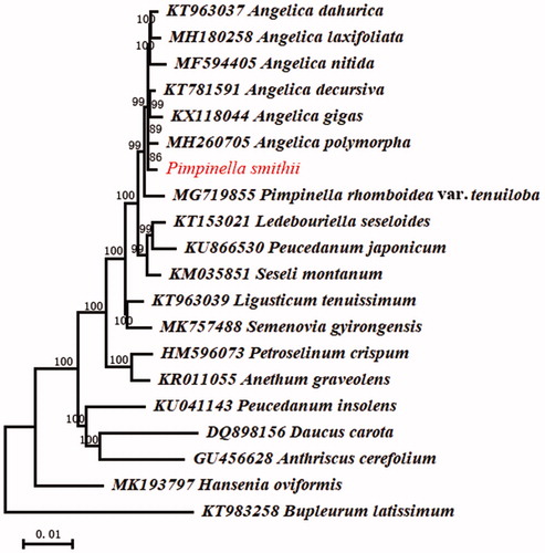 Figure 1. Maximum-Likelihood tree of P. smithii and related species based on chloroplast sequences. Numbers on the nodes are bootstrap values from 1000 replicates.