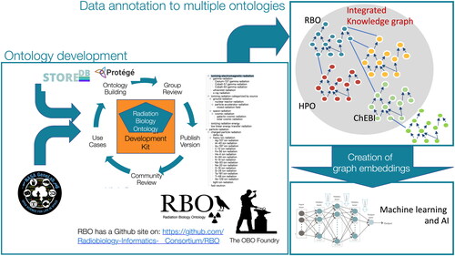 Figure 1. Graphical overview of the Radiation Biology Ontology including the integrated knowledge, plans for ongoing review and revision, and link for public access.