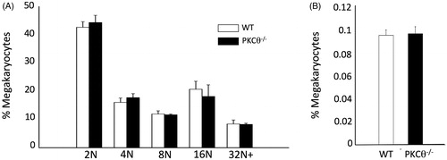 Figure 1. Bone marrow megakaryopoiesis is not altered with PKCθ deficiency. Megakaryocytes from PKCθ−/− and WT littermate control mouse bone marrow were labeled with CD41 and propidium iodide. Neither DNA (A) nor megakaryocyte number (B) were different.