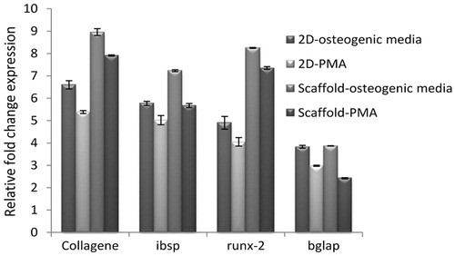 Figure 4. Relative gene expression using real-time PCR for expression osteoblast-like cells markers. Quantitative real-time PCR detected the expression of osteoblast specific mRNAs, COL-I, Osteocalcin (Bglap), bone sialoprotein (ibsp), and Runx-2 after 21 d of induction. GAPDH is used as a housekeeping gene control. All groups were statistically significant with each other P < .01 (n = 3 biological samples, mean ± SD).