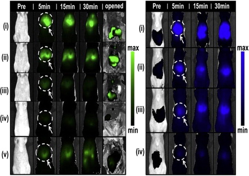 Figure 8. Biodistribution channels for both drug, cardiogreen (CG820) and nanoparticle (PLL700) with significant differences in the accumulated signal intensities for different formulations of the layered architectures in the liver, relative to the controls, within the first 30 min post-administration on both channels. Reproduced with permission from reference (CitationMorton et al. 2013) Copyright Elsevier 2013.