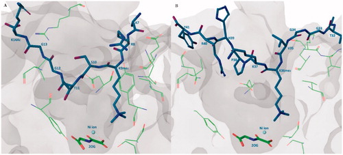 Figure 2. Substrate binding pose. (A) KDM4A-H3K9me3 peptide-2-OG structure (PDB code: 2OQ6), H3K9me3 peptide shows in purple stick, 2-OG shows in green stick, some important residues of KDM4A shows in green line; (B) KDM4A-H3K36me3 peptide-2-OG structure (PDB code: 2OS2), H3K36me3 peptide shows in purple stick, 2-OG shows in green stick, some important residues of KDM4A shows in green line.