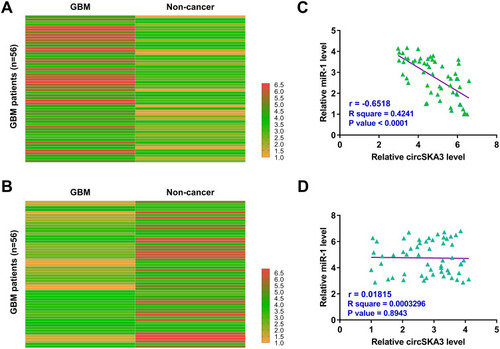 Figure 1 CircSKA3 was upregulated in GBM and inversely correlated with miR-1. GBM tissues and paired non-cancer tissues were collected from the 56 GBM patients, followed by performing RNA isolations and RT-qPCRs to analyze the differential expression of circSKA3 (A) and miR-1 (B) in GBM. Heatmaps were plotted using Heml 1.0 software to reflect differential expression. Pearson’s correlation coefficient was performed to analyze the correlations between circSKA3 and miR-1 across GBM tissues (C) and not non-cancer tissues (D).