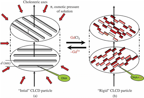 Figure 11. The transition from ‘liquid’ to ‘rigid’ structure of the particle of the CLCD induced by gadolinium cations. The osmotic pressure of the solution in (a) is shown by red arrows. One can see (structure in (b)), that here the interaction of ds DNA molecules with Gd-cations results in the practical absence of the regular spatial ordering of neighbouring ds DNA molecules in quasinematic layers. A low solubility of [DNA-Gd] complexes is accompanied by a decrease in the solubility of the whole structure. This ‘rigid’ structure can exist in the absence of the osmotic pressure of a solvent.