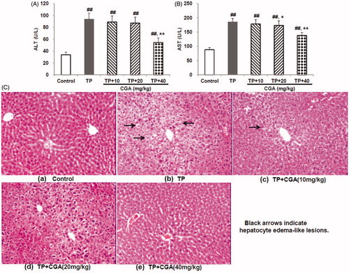 Figure 1. Effects of chlorogenic acid (CGA) on serum ALT (A) and AST (B) levels, and histopathology (C) for livers in triptolide (TP)-exposed mice. Data are presented as mean ± SD (n = 10). Significant differences compared with the control group were designated as ##p < 0.01, and with TP alone group as *p < 0.05 and **p < 0.01.