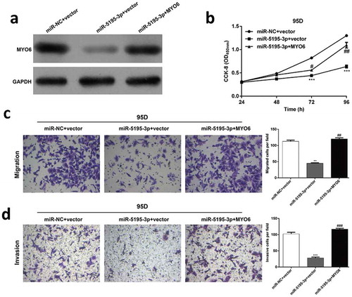 Figure 5. MYO6 overexpression can partially rescue the effects of miR-5195-3p in NSCLC. Transfected 95D cells were divided into three groups, including miR-NC + vector, miR-5195-3p + vector, and miR-5195-3p + MYO6. (a) Western blot analysis was performed to analyze the protein level of MYO6. (b) Cell proliferation was measured by the CCK-8 assay. The CCK-8 assay was performed every 24 hours for 4 days. (c) The cell migration and (d) invasion capability of 95D. Data are presented as the mean value ± SD from triplicate experiments. **p < 0.01, ***p < 0.001 vs. miR-NC + vector, #p < 0.05, ##p < 0.01 vs. miR-5195-3p + vector.